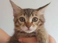 Gato raça SRD-ViraLata idade 2 a 6 meses nome Filhotes 