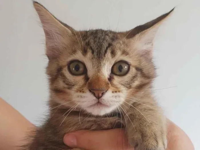 Gato raça SRD-ViraLata idade 2 a 6 meses nome Filhotes 