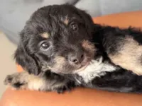 Cachorro raça Poodle idade Abaixo de 2 meses nome Sem nome 