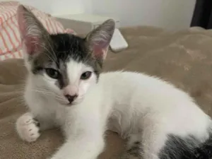 Gato raça SRD-ViraLata idade 2 a 6 meses nome Vitor Roque