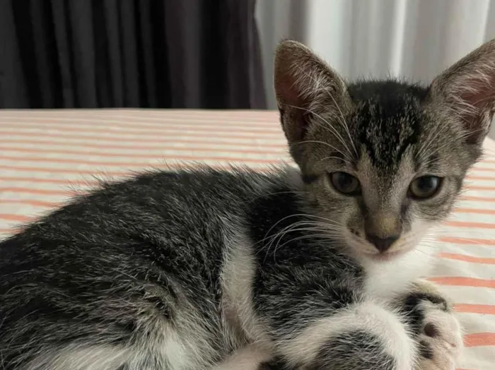Gato raça SRD-ViraLata idade 2 a 6 meses nome Dakota