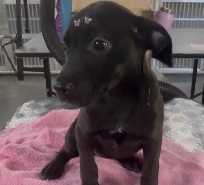 Cachorro raça SRD-ViraLata idade 2 a 6 meses nome Luna