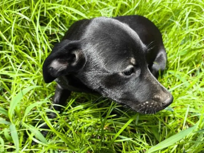 Cachorro raça SRD-ViraLata idade 2 a 6 meses nome Luna