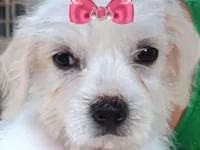 Cachorro raça Shitzu idade 2 a 6 meses nome Vicky 