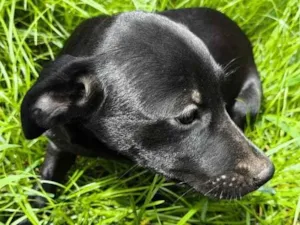 Cachorro raça SRD-ViraLata idade 2 a 6 meses nome Luna