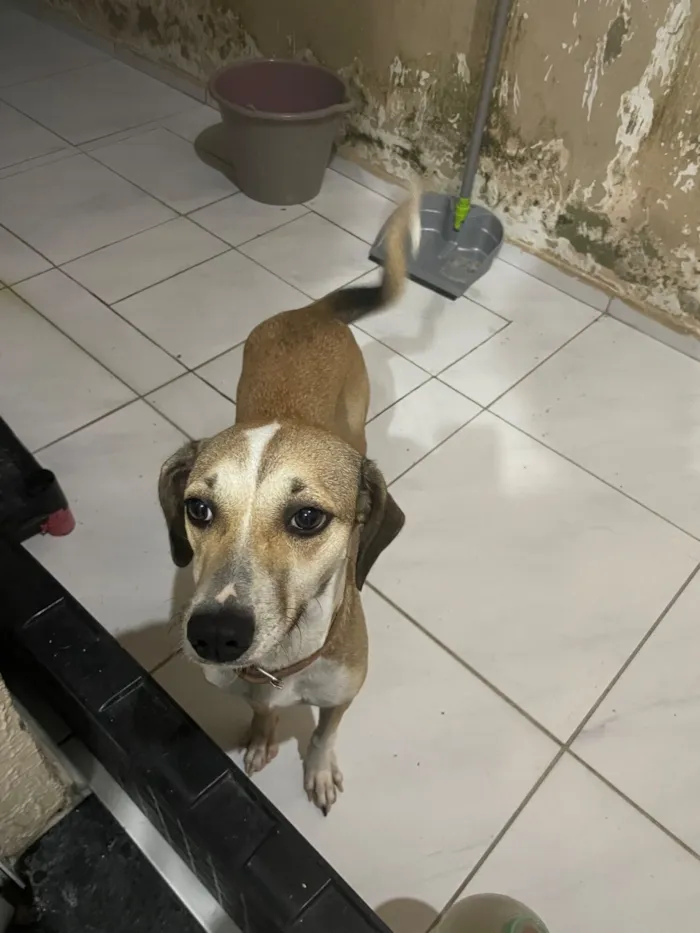 Cachorro raça SRD-ViraLata idade 1 ano nome Rory