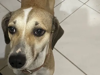 Cachorro raça SRD-ViraLata idade 1 ano nome Rory