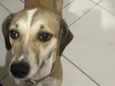 Cachorro raça SRD-ViraLata idade 1 ano nome Rory
