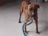 Cachorro raça Pit-Bull idade 2 anos nome Pandora