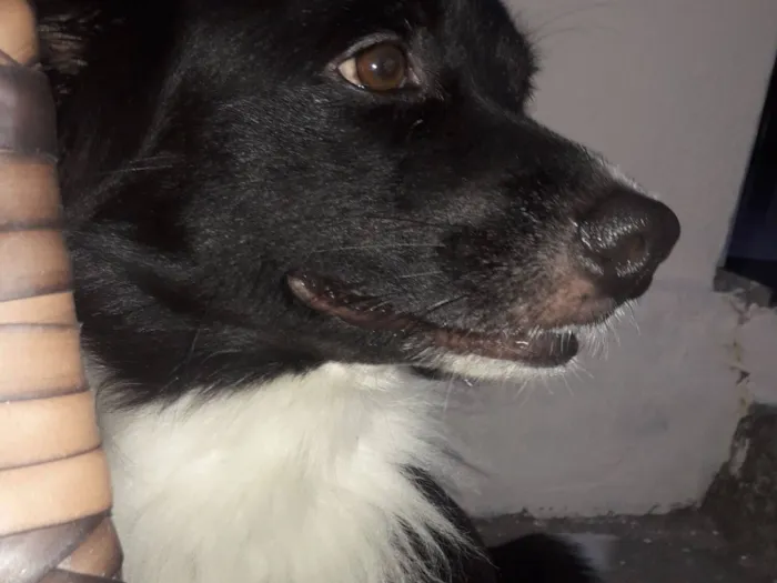 Cachorro raça Fox Terrier idade 2 anos nome Dilsin 