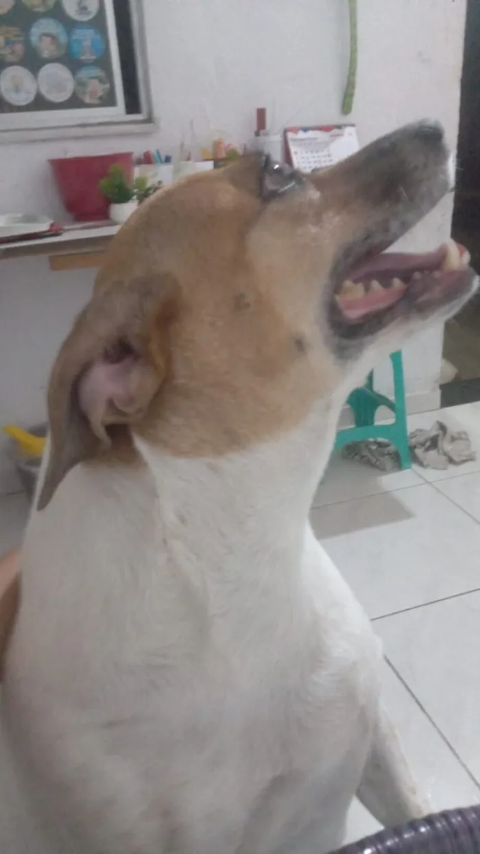 Cachorro raça SRD-ViraLata idade 2 anos nome Severina