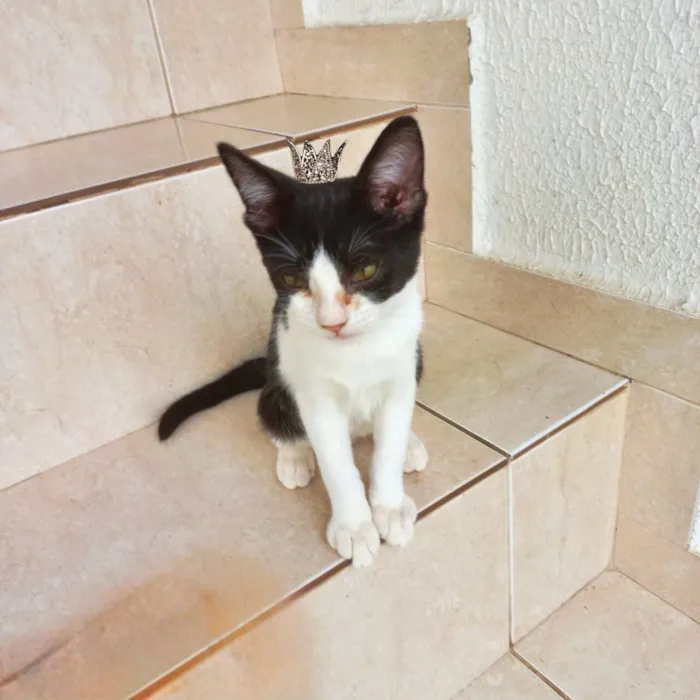 Gato raça SRD-ViraLata idade 2 a 6 meses nome Toffee bb2meses lindo 