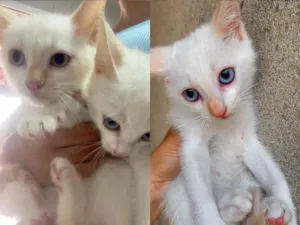 Gato raça Exótico idade 2 a 6 meses nome Filhotes de gato