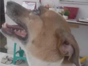 Cachorro raça Fox Terrier idade 2 anos nome Dilsin 