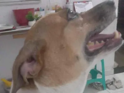 Cachorro raça SRD-ViraLata idade 2 anos nome Severina