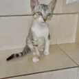 Gato raça SRD-ViraLata idade 2 a 6 meses nome Kimchi bb2meses lindo 