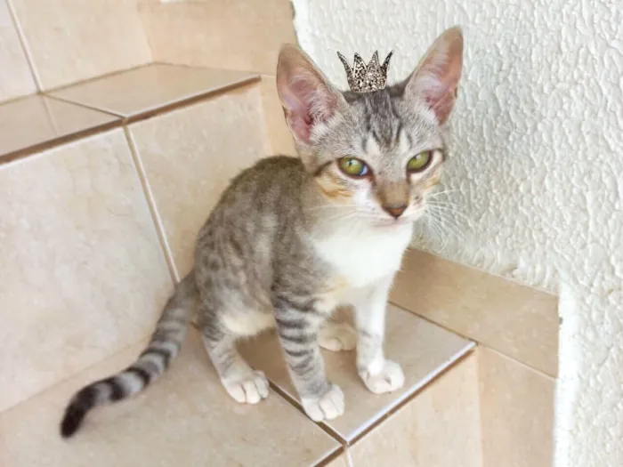 Gato raça SRD-ViraLata idade 2 a 6 meses nome Kimchi bb2meses lindo 