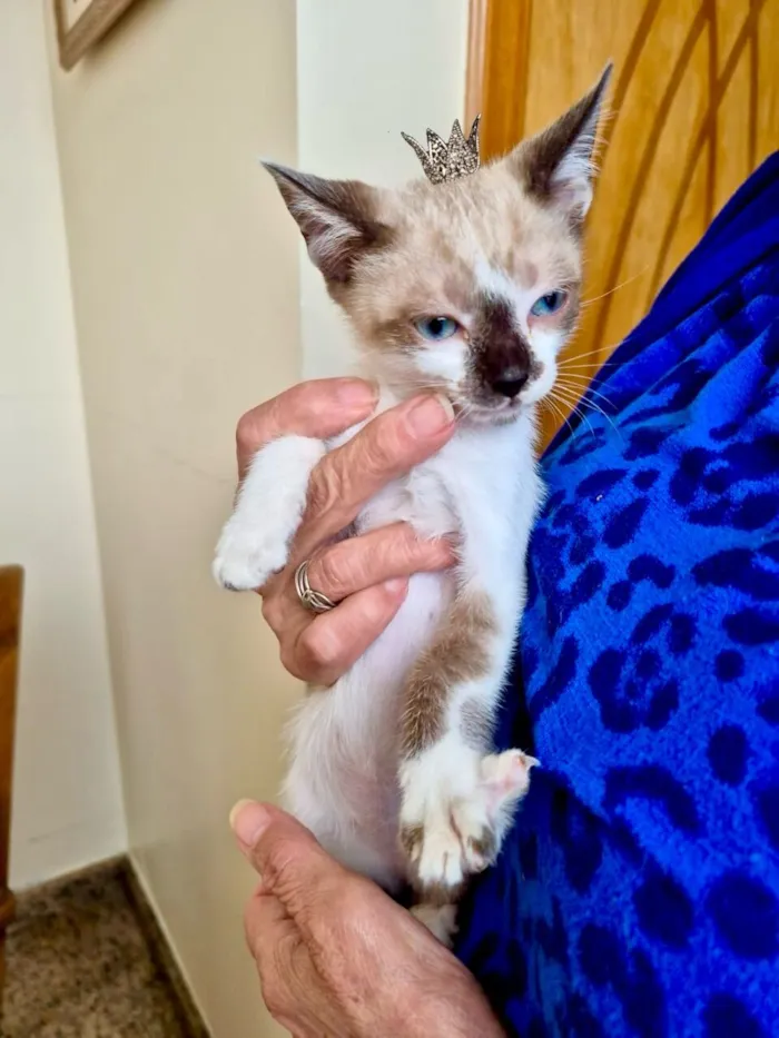 Gato raça SRD-ViraLata idade Abaixo de 2 meses nome Yin bb2meses lindo 