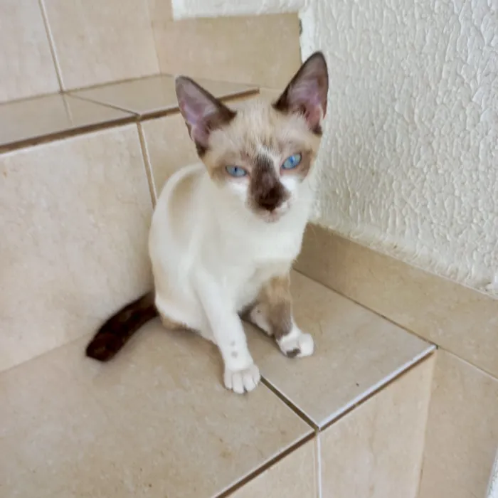 Gato raça SRD-ViraLata idade Abaixo de 2 meses nome Yin bb2meses lindo 