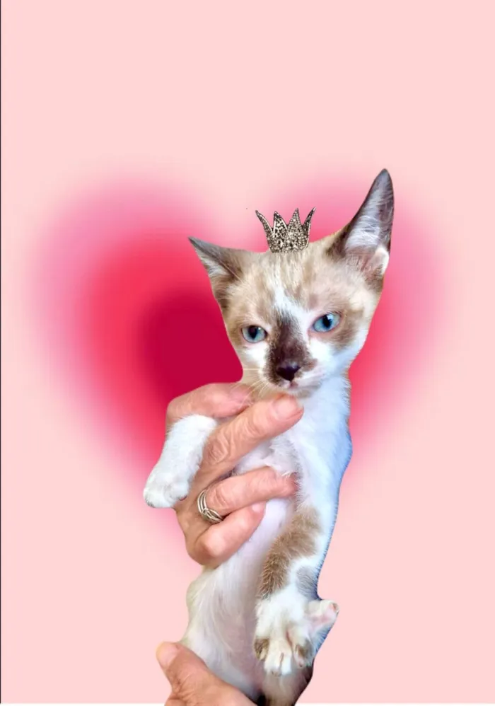 Gato raça SRD-ViraLata idade Abaixo de 2 meses nome Yin bb2meses lindo 