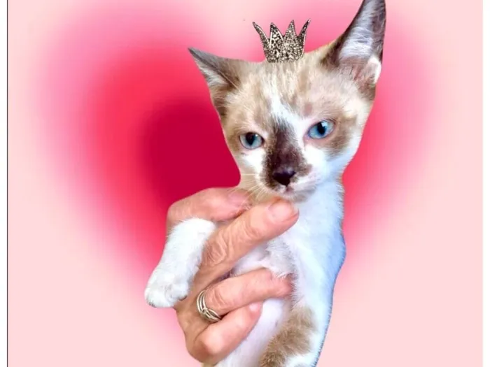 Gato raça SRD-ViraLata idade Abaixo de 2 meses nome Yin bb2meses lindo 