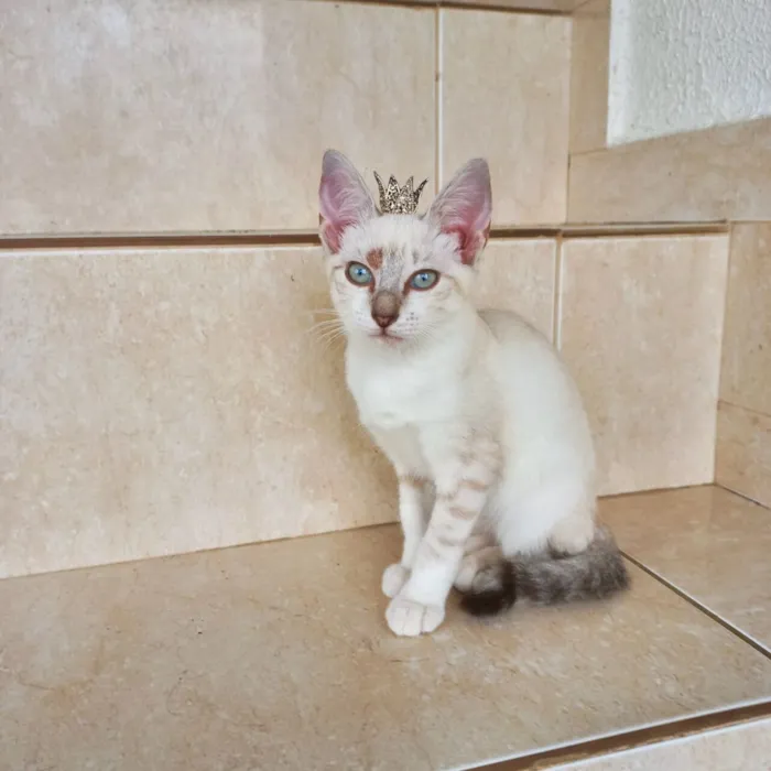 Gato raça SRD-ViraLata idade 2 a 6 meses nome Sky bb2meses lindo 