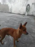 Cachorro raça Pinscher idade 2 anos nome Snoop