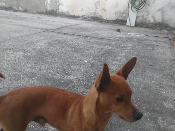 Cachorro raça Pinscher idade 2 anos nome Snoop