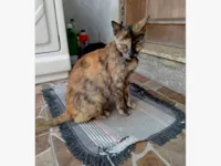 Gato raça SRD-ViraLata idade 6 ou mais anos nome VÉIA