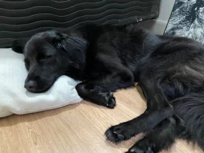 Cachorro raça SRD-ViraLata idade 2 anos nome Rita 