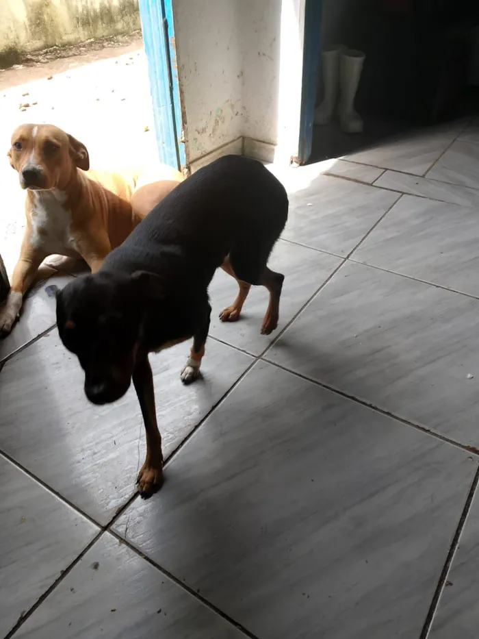 Cachorro raça Pinscher idade 1 ano nome Spike 