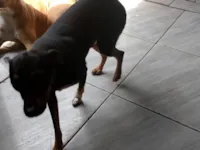Cachorro raça Pinscher idade 1 ano nome Spike 