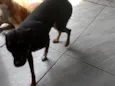 Cachorro raça Pinscher idade 1 ano nome Spike 