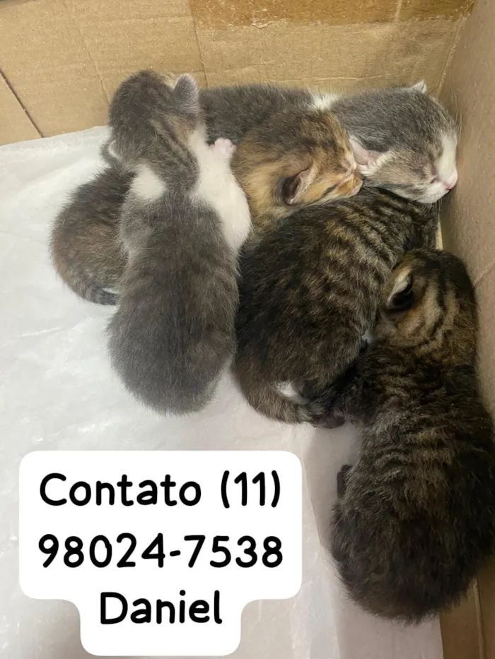 Gato raça SRD-ViraLata idade Abaixo de 2 meses nome Filhotes recém-nascido 