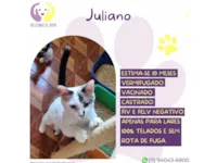 Gato raça SRD-ViraLata idade 7 a 11 meses nome Juliano