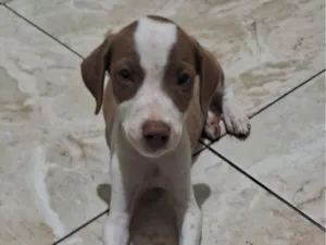Cachorro raça SRD-ViraLata idade Abaixo de 2 meses nome Ainda não coloquei nomes 