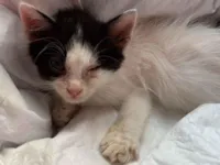 Gato raça SRD-ViraLata idade Abaixo de 2 meses nome Lyly