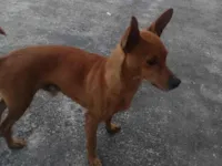 Cachorro raça Pinscher idade 2 anos nome Snoop