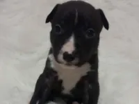 Cachorro raça SRD-ViraLata idade Abaixo de 2 meses nome filhotes 