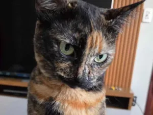 Gato raça SRD-ViraLata idade 2 anos nome Nami