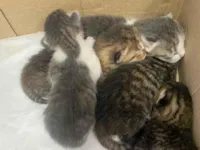 Gato raça SRD-ViraLata idade Abaixo de 2 meses nome Filhotes recém-nascido 