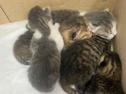 Gato raça SRD-ViraLata idade Abaixo de 2 meses nome Filhotes recém-nascido 