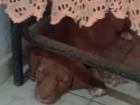 Cachorro raça SRD-ViraLata idade 2 a 6 meses nome Ellie