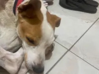 Cachorro raça SRD-ViraLata idade 5 anos nome Simba