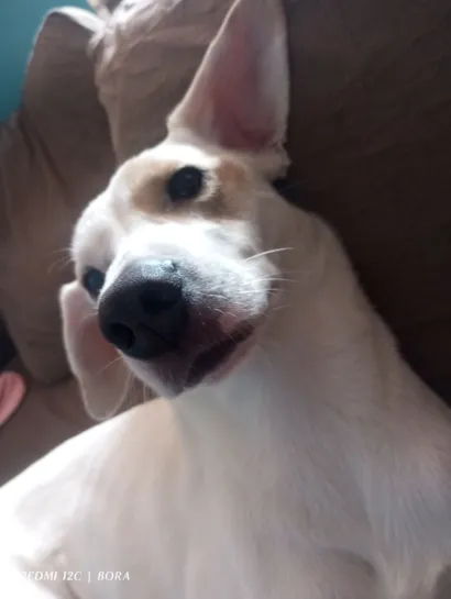 Cachorro raça SRD-ViraLata idade 2 anos nome Max