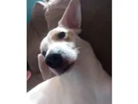 Cachorro raça SRD-ViraLata idade 2 anos nome Max