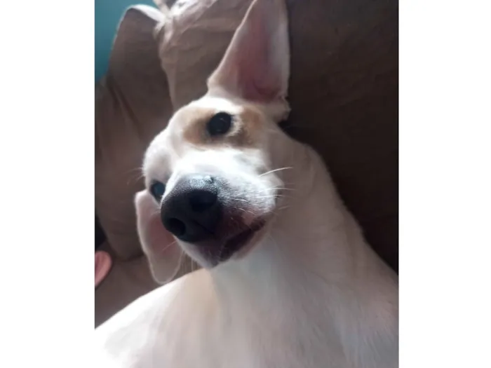 Cachorro raça SRD-ViraLata idade 2 anos nome Max