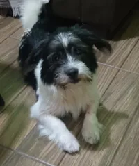 Cachorro raça SRD-ViraLata idade 2 a 6 meses nome Lucky 
