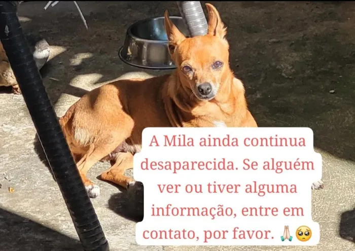 Cachorro raça SRD-ViraLata idade 6 ou mais anos nome Mila