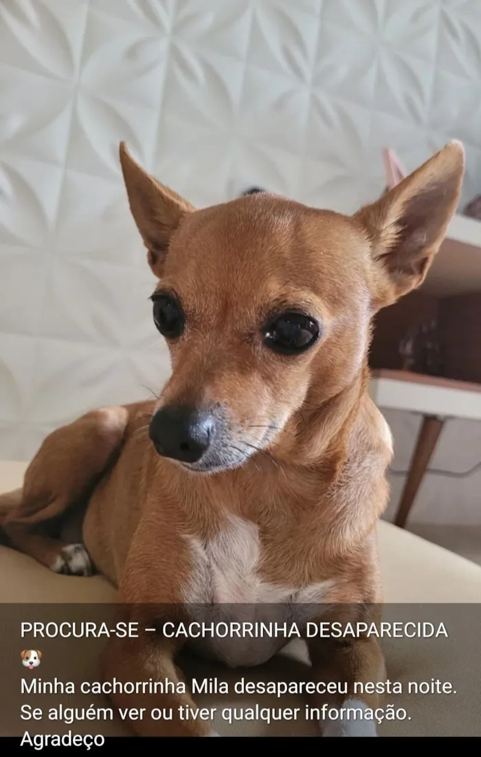Cachorro raça SRD-ViraLata idade 6 ou mais anos nome Mila